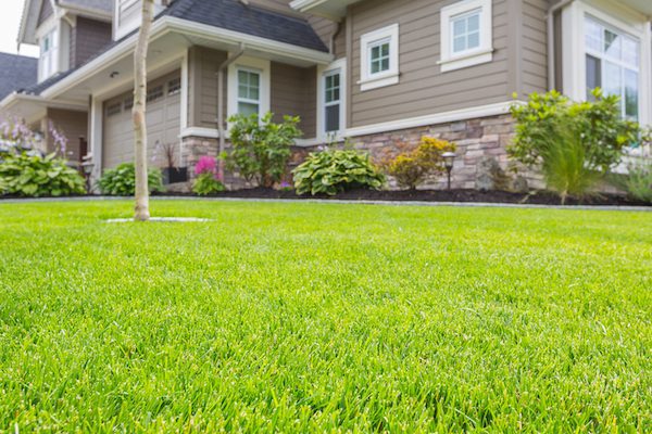 Residential Lawn Care Services in Winfield, IL